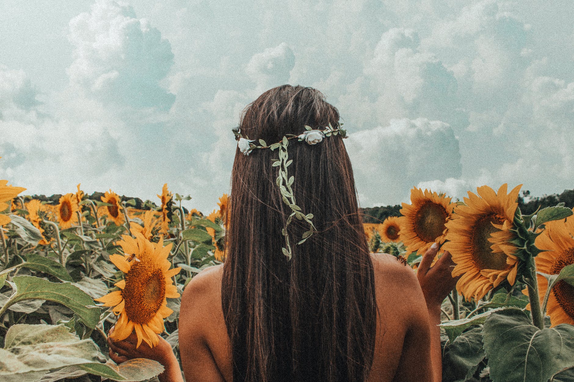 Back of womans head as she walks through a field of sunflowers. Woman has long brown hair and looks to be naked as if a hippy.